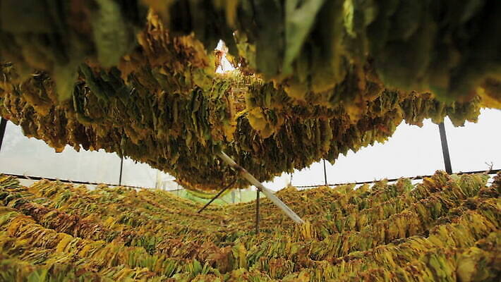 식물 산업 잎 패턴 농업 자연 건조 담배 매달리기 사람없음 초록색 농작물 농장 농경지 갈색 노란색 정원 농사 수확 시골 신선 연기 허브 유기농 내추럴 니코틴 밭일 많음 MOV 해외동영상 클립영상 웰빙 컬러 컨셉 무늬 모션 생태계 동영상 파일형식