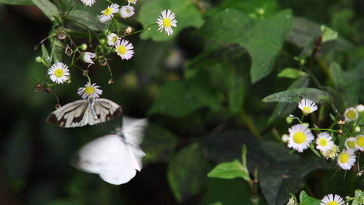 식물 꽃잎 꽃 야생동물 줄기 컬러 나비 곤충 2 밭 자연 함께함 사람없음 야외 초록색 노란색 검은색 모임 흰색 닫기 작음 수분 먹기 데이지 꽃가루 꿀 깊이 꽃수술 똑같은 수유 4K MOV 해외동영상 클립영상 동물 컨셉 농업 모션 크기 가루 생태계 동영상 파일형식
