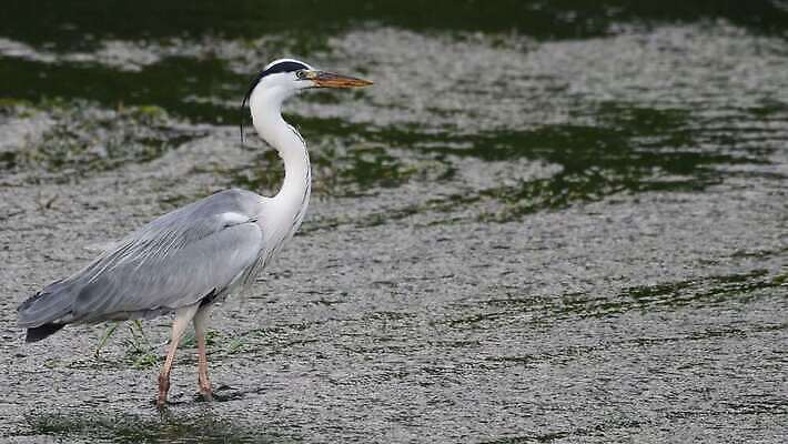동물 응시 야생동물 자연 조류 낚시 한국 어류 서기 사람없음 야외 초록색 물 파란색 강 환경 식사 회색 흐름 흰색 관찰 잡기 닫기 큼 먹이 먹기 왜가리 깃털 사냥 부리 육식동물 암초 목 동물상 4K MOV 해외동영상 클립영상 자연요소 시선 아시아 컬러 컨셉 모션 레저 신체부위 조형물 수중동물 크기 생태계 동영상 파일형식