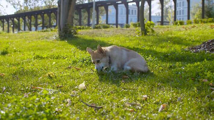 동물 공원 행복 장난 포유류 자연 놀이 사랑 잔디 사람없음 야외 초록색 반려동물 맑음 기쁨 에너지 막대기 개 송곳니 기르기 4K 순혈 MOV 해외동영상 클립영상 식물 공공시설 감정 컬러 날씨 치아 생태계 동영상 돌봄 파일형식