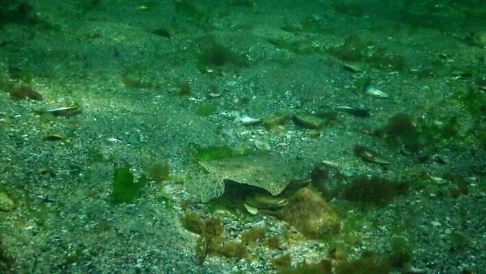 식물 동물 야생동물 포유류 낚시 어류 사람없음 물 세계 환경 바닷속 수중 수중동물 생태계 생물학 생태학 4K 수중영상 MP4 해외동영상 클립영상 자연요소 교육 레저 동영상 파일형식