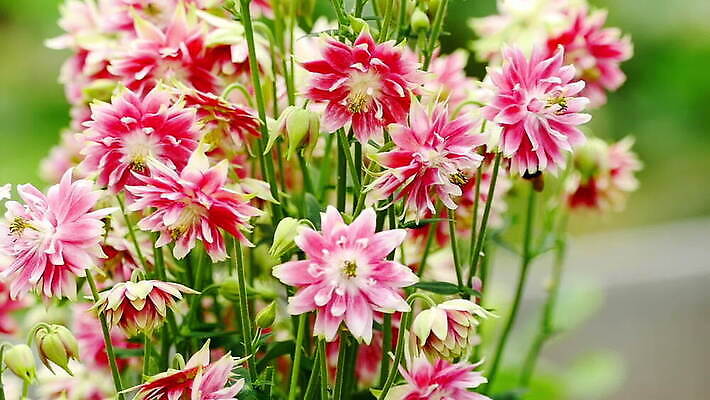 식물 동물 꽃 분홍색 곤충 백그라운드 꽃무늬 자연 사람없음 초록색 보라색 봄 벚꽃 개화 수분 꽃가루 꿀 내추럴 호박벌 MOV 해외동영상 클립영상 계절 컬러 무늬 벌_곤충 가루 생태계 동영상 파일형식