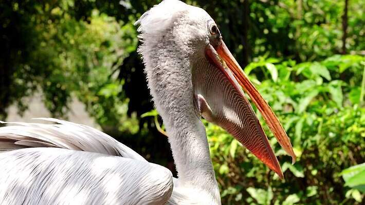 공원 아시아 야생동물 날개 자연 조류 동물원 풍경 사람없음 야외 초록색 흰색 닫기 펠리컨 깃털 부리 물새 내추럴 4K MOV 해외동영상 클립영상 동물 공공시설 나라 컬러 모션 생태계 동영상 파일형식