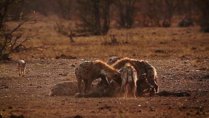 동물 야생동물 포유류 아프리카 자연 아침 흑백 국립공원 웃음 사람없음 야외 관광지 황혼 새벽 그룹 황무지 보호 먹기 사파리 남아프리카 보츠와나 보호구역 크루거 MOV 해외동영상 클립영상 주간 자연요소 공원 나라 여행 컨셉 모션 촬영기법 표정 일몰 생태계 동영상 남아프리카공화국 구역 파일형식