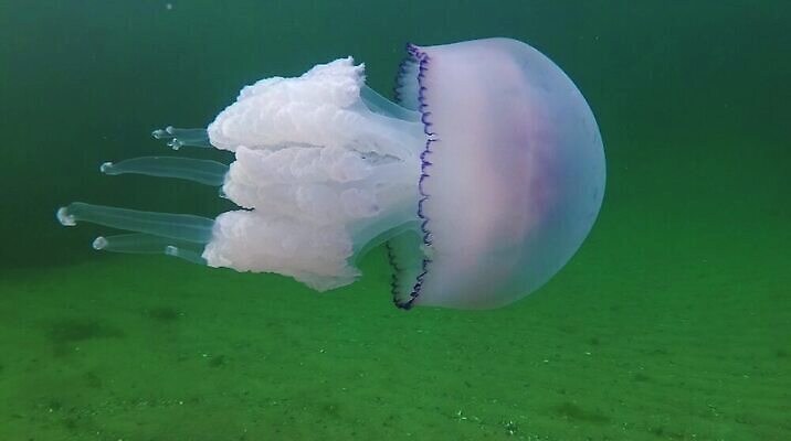 식물 동물 야생동물 바다 포유류 자연 무척추동물 사람없음 환경 바닷속 수중 수영 위험 생태계 생물학 젤리 해파리 해마 동물상 생태학 소금물 이국적 수중영상 MP4 해외동영상 클립영상 교육 컨셉 디저트 조형물 바다동물 수상스포츠 자포동물 동영상 파일형식