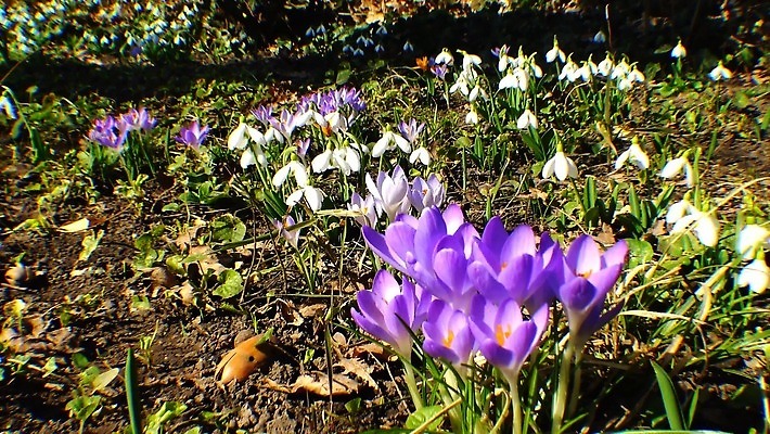 디자인 꽃 야생동물 오렌지 자연 사람없음 파란색 보라색 봄 성장 인사 신선 신용카드 개화 제비꽃 속도 삼림지대 스노드롭 4K MP4 해외동영상 클립영상 식물 동물 계절 컬러 과일 금융 예절 숲 생태계 동영상 파일형식