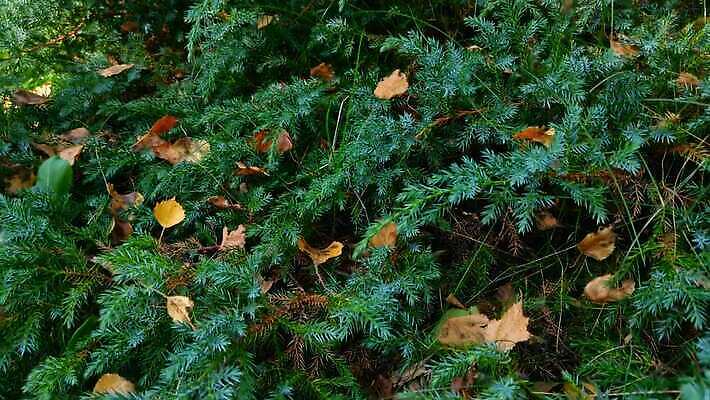 나무 식물 계절 공원 컬러 백그라운드 잎 자연 아침 산 건강 사람없음 야외 목재 장식 초록색 햇빛 태양 노란색 환경 정원 봄 나뭇가지 신선 소나무 숲 관목 질감 향 침엽수 전나무 내추럴 향나무 4K MOV 해외동영상 클립영상 주간 자연요소 공공시설 재료 생태계 동영상 파일형식