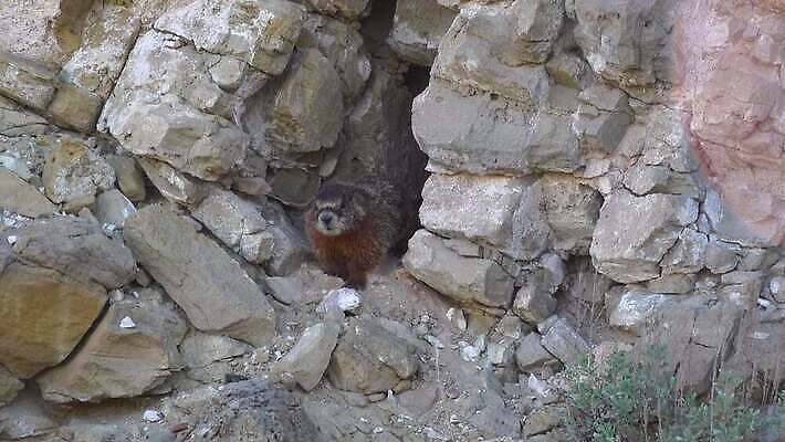 동물 공원 야생동물 포즈 포유류 자연 산 털 사람없음 야외 노란색 미국 바위 설치류 모피 호기심 다람쥐 전국 콜로라도 4K MP4 해외동영상 클립영상 공공시설 감정 컬러 컨셉 북아메리카 돌_바위 생태계 동영상 파일형식