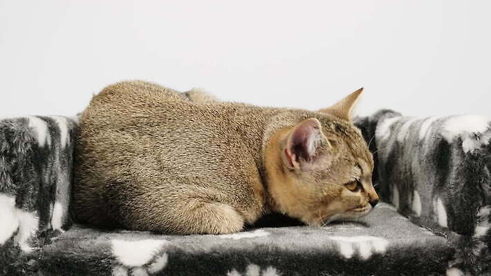 동물 1 장난 포유류 수염 털 실내 표정 앉기 사람없음 반려동물 머리 검은색 고양이 회색 잠 작음 호기심 솜털 거짓말 기르기 직진 총구 스코틀랜드 4K 순혈 MOV 해외동영상 클립영상 감정 컬러 컨셉 모션 영국 내부 신체부위 크기 동영상 돌봄 파일형식