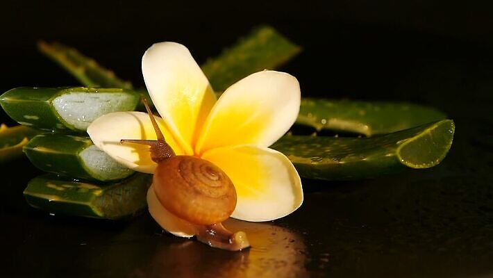 식물 동물 꽃 컬러 백그라운드 컨셉 잎 꽃무늬 모션 자연 선인장 건강 사람없음 초록색 물 갈색 젖음 촉촉함 벚꽃 흰색 물방울 신선 이슬 유기농 아로마 향 내추럴 고립 아열대 알로에 카피스페이스 MOV 해외동영상 클립영상 자연요소 웰빙 무늬 공백 생태계 동영상 파일형식