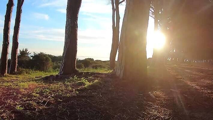 나무 자연 사람없음 야외 태양 숲 속도 MOV 해외동영상 클립영상 자연요소 식물 생태계 동영상 파일형식