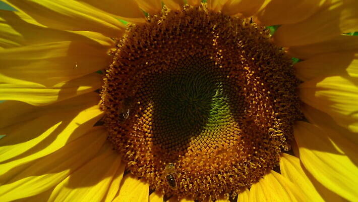 꽃 줄기 잎 농업 자연 해바라기 씨앗 사람없음 야외 햇빛 태양 노란색 정원 광선 개화 닫기 식물원 내추럴 MOV 해외동영상 클립영상 자연요소 식물 산업 컬러 모션 생태계 동영상 파일형식