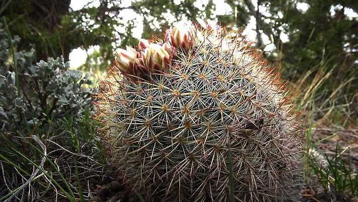 식물 꽃 컬러 꽃무늬 자연 선인장 사람없음 초록색 뷰티 정원 사막 벚꽃 날카로움 내추럴 다육식물 4K MP4 해외동영상 클립영상 무늬 생태계 동영상 파일형식