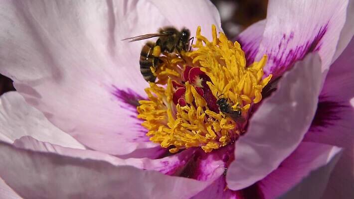 식물 동물 꽃잎 꽃 곤충 꽃무늬 날개 자연 사람없음 여름 노란색 벚꽃 꿀벌 수분 벌 관목 원예 꽃가루 꿀 벌집 밀랍 왁스 작약 4K MP4 해외동영상 클립영상 나무 계절 컬러 무늬 취미 벌_곤충 가루 생태계 동영상 파일형식