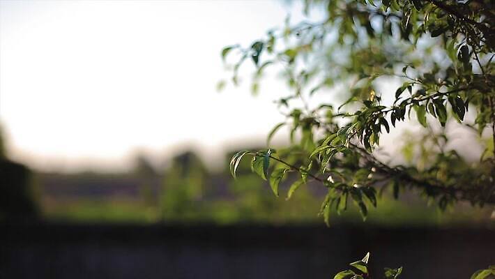 나무 식물 유럽 여행 백그라운드 밭 농업 건축양식 자연 하늘 파노라마 사람없음 야외 초록색 빛 태양 농장 농경지 평화 일출 일몰 봄 이탈리아 시골 언덕 장면 타운 시에나 양조장 토스카나 수평선 4K MP4 해외동영상 클립영상 자연요소 계절 건축 나라 산업 컬러 컨셉 촬영기법 노을 도시 생태계 동영상 파일형식