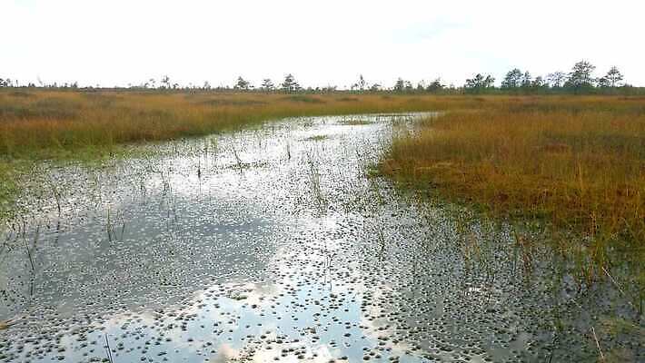 나무 식물 계절 공원 꽃 호수 컬러 여행 꽃무늬 밭 자연 하늘 산 사람없음 야외 물 농장 환경 정원 활발 벚꽃 시골 연못 습지 숲 언덕 장면 흐림 변소 생태학 4K MOV 해외동영상 클립영상 자연요소 공공시설 교육 컨셉 무늬 농업 날씨 생태계 동영상 파일형식