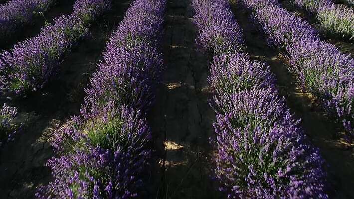 식물 꽃 선 컬러 여행 백그라운드 꽃무늬 밭 농업 자연 하늘 안테나 사람없음 야외 초록색 파란색 컬러풀 햇빛 농장 일출 정원 보라색 일몰 수확 벚꽃 시골 개화 땅 허브 제비꽃 향기 아로마 아로마테라피 라벤더 내추럴 프랑스어 항공촬영 드론 밭일 4K MP4 해외동영상 클립영상 문자 산업 뷰포인트 무늬 통신 태양 노을 생태계 냄새 테라피 동영상 파일형식