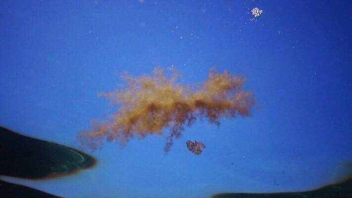 식물 야생동물 바다 자연 사람없음 초록색 물 세계 바닷속 수중 해조류 광합성 산화 생태학 소금물 4K 수중영상 MP4 해외동영상 클립영상 자연요소 동물 교육 컬러 해양식물 생태계 동영상 파일형식