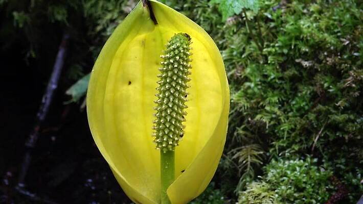 식물 꽃 컬러 자연 잉글랜드 사람없음 초록색 물 노란색 봄 젖음 습지 양배추 냄새 변소 서쪽 워싱턴 4K MP4 해외동영상 클립영상 자연요소 계절 채소 영국 미국 방향 생태계 동영상 파일형식