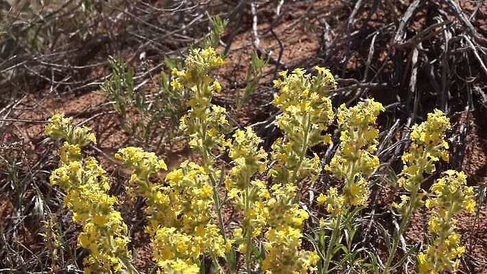 동물 야생동물 나비 곤충 백그라운드 자연 사람없음 초록색 갈색 흰색 나방 동물상 미루나무 4K MP4 해외동영상 클립영상 나무 컬러 조형물 생태계 동영상 파일형식