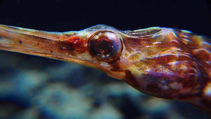 동물 야생동물 바다 자연 어류 사람없음 물 환경 바닷속 수중 수중동물 지중해 생태계 다이빙 내추럴 동물상 생태학 소금물 우크라이나 4K MP4 해외동영상 클립영상 자연요소 교육 유럽 조형물 수영 동영상 수중스포츠 파일형식