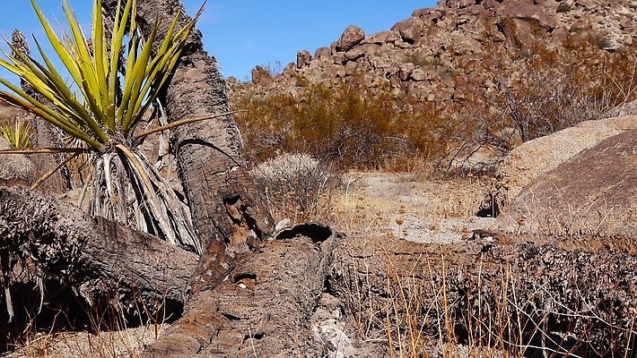 나무 식물 구름 공원 여행 자연 선인장 건조 국립공원 풍경 사람없음 미국 사막 암석 뜨거움 캘리포니아 지역 전국 4K MP4 해외동영상 클립영상 자연요소 공공시설 북아메리카 돌_바위 생태계 동영상 파일형식