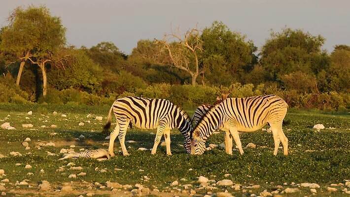 응시 공원 야생동물 포유류 아프리카 자연 사람없음 야외 빛 환경 줄무늬 황무지 보호 방목 사파리 클립 영양 얼룩말 동영상 내추럴 나미비아 남아프리카 수유 HD MOV 해외동영상 클립영상 동물 시선 공공시설 나라 컨셉 무늬 말_동물 축산업 생태계 파일형식