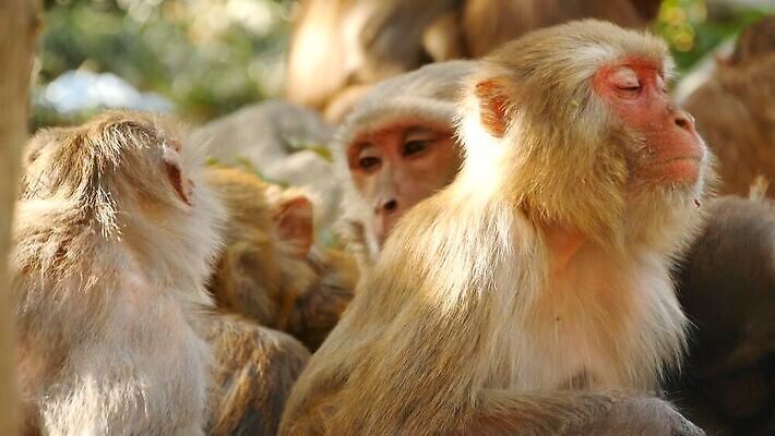 동물 공원 아시아 야생동물 여행 포유류 가족 자연 휴식 털 함께함 동물원 앉기 사람없음 야외 햇빛 자유 원숭이 아기 그룹 숲 작음 모피 부드러움 암초 유인원 원시시대 내추럴 돌봄 많음 MOV 해외동영상 클립영상 공공시설 나라 컨셉 관계 모션 사람 태양 감각 역사 크기 생태계 동영상 파일형식