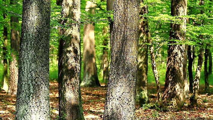 나무 식물 계절 공원 여행 백그라운드 잎 자연 아침 휴식 풍경 사람없음 야외 목재 초록색 여름 빛 햇빛 환경 맑음 봄 꿈 시골 숲 장면 내추럴 삼림지대 MOV 해외동영상 클립영상 주간 공공시설 컬러 컨셉 재료 날씨 태양 생태계 동영상 파일형식