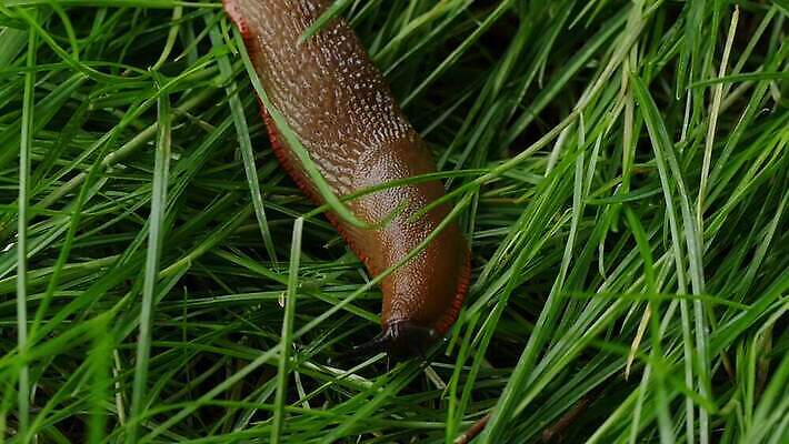 식물 동물 야생동물 잎 자연 사람없음 야외 초록색 갈색 정원 해충 누드 묘사 느림 내추럴 기어가기 민달팽이 끈적임 4K MP4 해외동영상 클립영상 컬러 모션 사람 벌레 생태계 동영상 파일형식 달팽이_동물