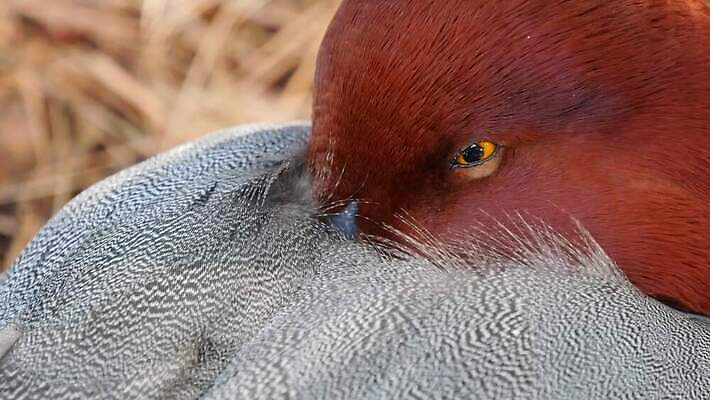 날개 자연 조류 오리 사람없음 다양 황무지 깃털 사냥 부리 물새 계산서 4K MP4 해외동영상 클립영상 동물 다수 생태계 동영상 파일형식
