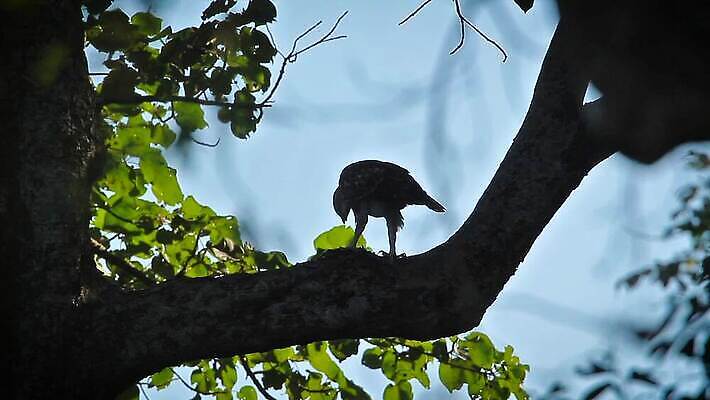 동물 아시아 야생동물 자연 조류 국립공원 사람없음 먹이 공격 먹기 사파리 싸움 독수리 네팔 동영상 MOV 해외동영상 슬로모션 클립영상 공원 나라 모션 촬영기법 생태계 파일형식
