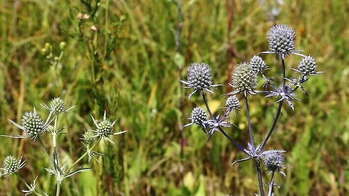 식물 계절 꽃 파도 백그라운드 캐나다 꽃무늬 자연 날리기 바람 사람없음 파란색 빛 햇빛 태양 보라색 들꽃 허브 제비꽃 엉겅퀴 깜빡이다 MOV 해외동영상 클립영상 자연요소 바다 컬러 북아메리카 무늬 모션 날씨 생태계 동영상 파일형식