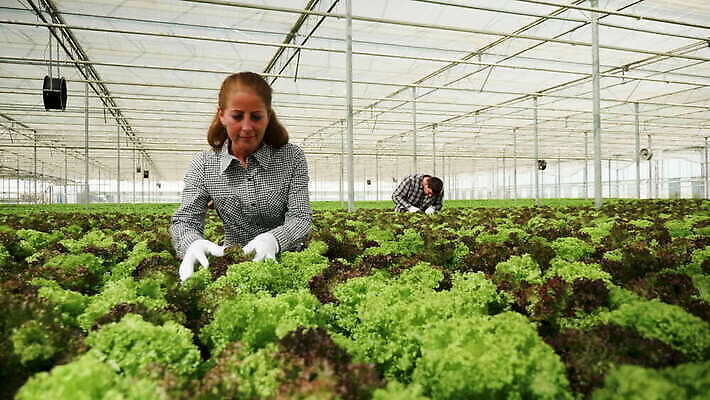 식물 여자 농업 채소 노동자 건강 성인 내부 초록색 농장 환경 흙 수확 성장 신선 농부 상추 유기농 원예 내추럴 밭일 온실 4K MOV 해외동영상 클립영상 직업 웰빙 산업 컬러 사람 취미 동영상 파일형식