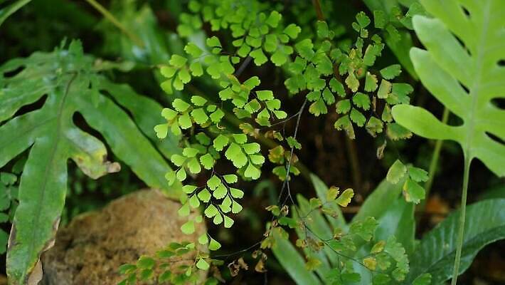 나무 식물 백그라운드 단풍 잎 아침 사람없음 초록색 빛 햇빛 맑음 미국 봄 신선 황무지 티켓 분위기 숲 열대우림 환경보전 에코 생태계 캘리포니아 내추럴 삼림지대 아열대 카피스페이스 그리너리 4K MP4 해외동영상 클립영상 주간 계절 컬러 컨셉 북아메리카 날씨 태양 환경 공백 사회이슈 동영상 파일형식 트랜드컬러