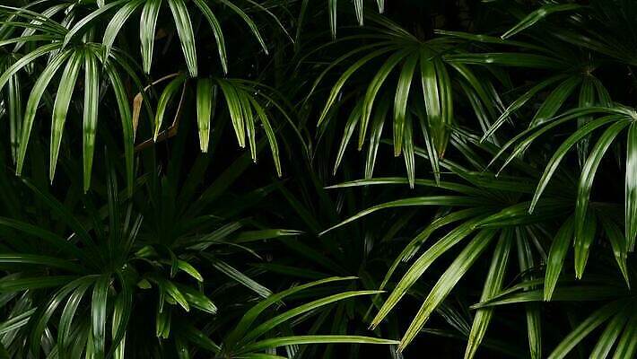 나무 식물 디자인 꽃 컬러 백그라운드 잎 꽃무늬 패턴 자연 추상 손바닥 그림자 사람없음 야외 장식 초록색 여름 유행 환경 정원 어둠 봄 줄무늬 활발 수확 신선 숲 열대우림 묘사 질감 내추럴 강렬 생태학 이국적 파라다이스 그리너리 MOV 해외동영상 클립영상 손 계절 교육 컨셉 무늬 농업 생태계 동영상 파일형식 트랜드컬러