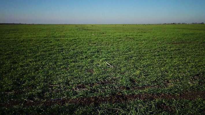 식물 계절 문화 줄기 잎 밭 농업 하늘 사람없음 야외 초록색 파란색 농작물 새싹 농사 흙 봄 수확 성장 시골 상품 낟알 땅 밀 유기농 알맹이 보리 밀가루 밭일 총쏘기 파종 호밀 귀리 4K MP4 해외동영상 클립영상 웰빙 산업 컬러 모션 곡류 가루 동영상 파일형식