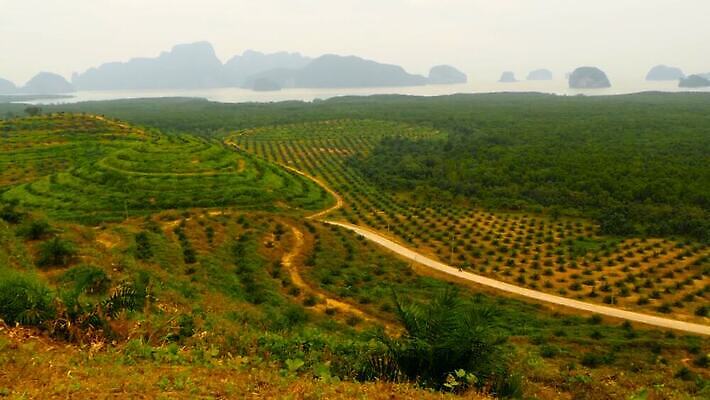 나무 식물 산업 바다 농업 태국 자연 산 안테나 손바닥 풍경 사람없음 목재 초록색 물 여름 글로벌 환경 손상 성장 만 보호 기름 숲 열대우림 자르기 배열 언덕 동쪽 내추럴 땅바닥 벌목 생태학 수목 안다만 재앙 MOV 해외동영상 클립영상 자연요소 손 계절 교육 아시아 음식 컬러 컨셉 재료 통신 모션 바닥 방향 생태계 동영상 파일형식