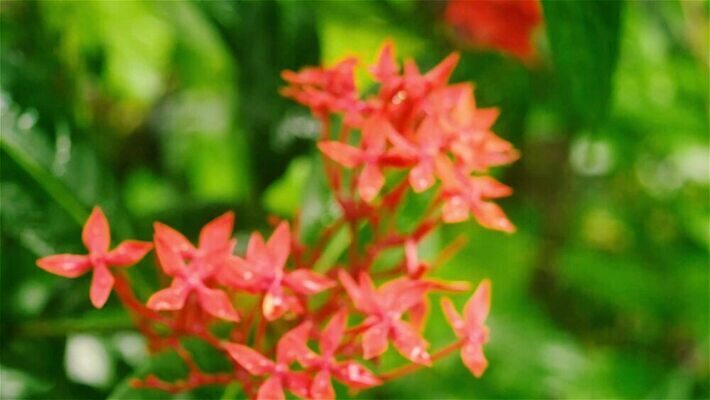 나무 식물 꽃잎 꽃 분홍색 백그라운드 단풍 잎 겨울 꽃무늬 자연 사람없음 야외 장식 빨간색 초록색 물 여름 햇빛 들꽃 성장 벚꽃 가을 신선 개화 진달래 빗방울 꽃가루 열대기후 MP4 해외동영상 클립영상 자연요소 계절 컬러 무늬 태양 비_날씨 가루 생태계 동영상 파일형식