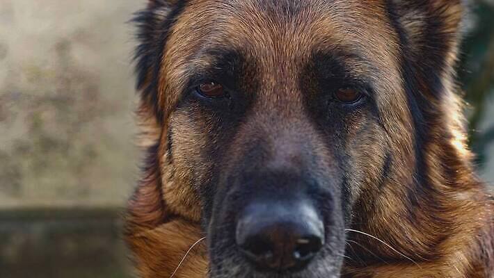 동물 1 응시 포유류 모션 자연 친절 털 사람없음 야외 반려동물 갈색 머리 마주보기 검은색 닫기 개 강아지 혀 그림 느림 송곳니 기르기 유래 경비견 4K 순혈 MOV 해외동영상 클립영상 시선 컬러 신체부위 입 치아 생태계 동영상 돌봄 파일형식