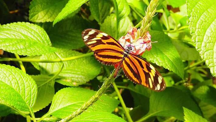 식물 동물 꽃 나비 곤충 잎 날개 오렌지 모션 자연 사람없음 초록색 노란색 환경 검은색 줄무늬 벚꽃 마시기 나뭇가지 호랑이 닫기 수집 먹기 묘사 속도 흔들림 보케 꿀 느림 블러효과 수유 MP4 해외동영상 클립영상 나무 컬러 무늬 과일 포유류 생태계 동영상 블러 파일형식 효과