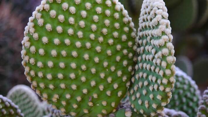 나무 식물 꽃 컬러 백그라운드 잎 꽃무늬 과일 자연 선인장 사람없음 야외 빨간색 초록색 여름 정원 사막 흰색 신선 개화 가시 황무지 묘사 날카로움 애리조나 무화과 내추럴 다육식물 이국적 4K MP4 해외동영상 클립영상 계절 무늬 미국 생태계 동영상 파일형식