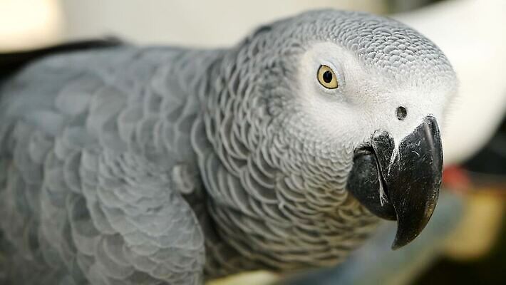 동물 야생동물 백그라운드 날개 아프리카 자연 조류 동물원 대화 사람없음 야외 빨간색 반려동물 컬러풀 머리 검은색 회색 흰색 작음 깃털 부리 앵무새 새장 멸종 노려봄 고립 동물상 동반자 이국적 잉꼬 지능 콩고 MOV 해외동영상 클립영상 나라 컬러 표정 말하기 신체부위 조형물 크기 생태계 동영상 케이지 파일형식