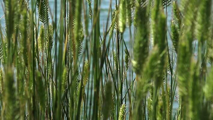 밭 자연 하늘 풍경 초원 사람없음 야외 여름 밀 밀짚 스텝 4K MP4 해외동영상 클립영상 계절 농업 곡류 짚 생태계 동영상 파일형식