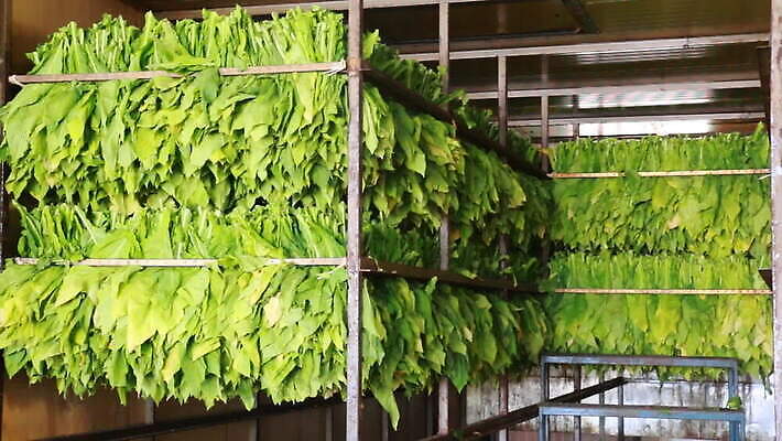 식물 산업 아시아 잎 농업 공장 태국 자연 노동자 선반 담배 매달리기 사람없음 초록색 농작물 농장 갈색 노란색 상점 방 수확 화물 작업 그룹 오븐 큼 난로 묶기 굽기 어깨 준비 날것 정리 기선 중독 단계 내추럴 순서 조작 줄서기 MOV 해외동영상 클립영상 직업 나라 컬러 가구 배_교통 공업 모션 신체부위 가전제품 운송업 크기 난방기 구이 생태계 동영상 파일형식