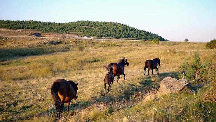 동물 얼굴 백그라운드 밭 농업 포유류 가족 자연 하늘 엄마 서기 사람없음 야외 초록색 농장 갈색 머리 봄 목장 자유 시골 그룹 승마 군중 방목 땅 먹기 장면 갈기 망아지 찰과상 4K 순혈 MP4 해외동영상 클립영상 계절 산업 새끼 스포츠 컬러 컨셉 관계 모션 사람 신체부위 말_동물 축산업 상처 생태계 동영상 파일형식
