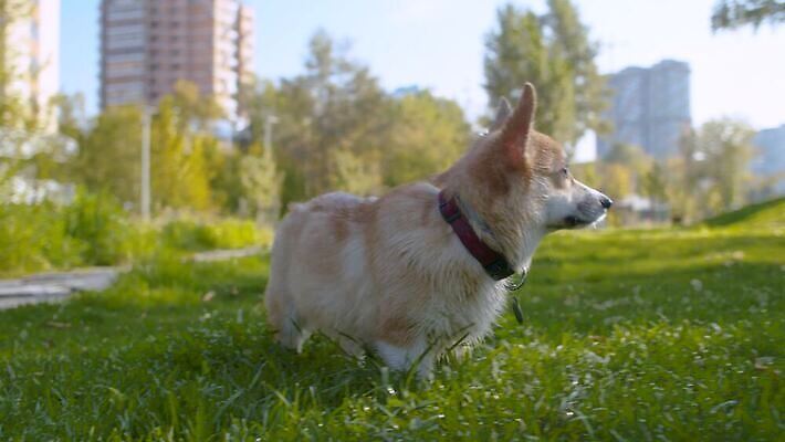 동물 응시 공원 행복 장난 포유류 자연 사랑 잔디 사람없음 야외 초록색 반려동물 걷기 맑음 기쁨 에너지 개 송곳니 기르기 4K 순혈 MOV 해외동영상 클립영상 식물 시선 공공시설 감정 컬러 모션 날씨 치아 생태계 동영상 돌봄 파일형식