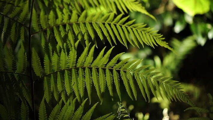 식물 컬러 백그라운드 이동 잎 패턴 모션 자연 조명 사람없음 초록색 물 여름 빛 환경 정원 어둠 습기 성장 나뭇가지 신선 야간 숲 질감 장면 동영상 내추럴 양치류 4K MOV 해외동영상 클립영상 자연요소 나무 계절 컨셉 무늬 생태계 파일형식