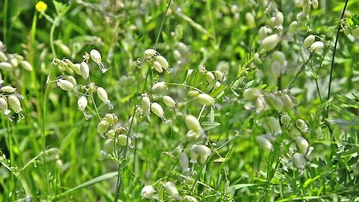 식물 꽃 야생동물 모션 자연 바람 날씨 초원 사람없음 초록색 여름 뷰티 갈색 봄 들꽃 벚꽃 흰색 허브 방광 MOV 해외동영상 클립영상 자연요소 동물 계절 컬러 비뇨기관 생태계 동영상 파일형식