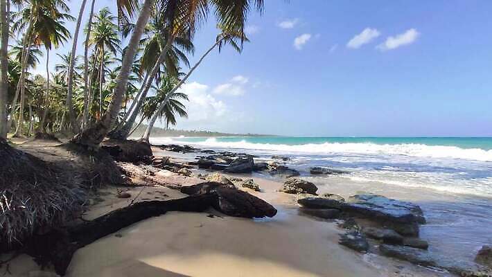 나무 모래 바다 섬 여행 자연 하늘 손바닥 사람없음 물 파란색 강 모래사장 야자수 태양 일몰 탐험 신선 대서양 내추럴 공화국 도미니카공화국 민물 이국적 코스타리카 파라다이스 4K MP4 해외동영상 클립영상 자연요소 식물 손 나라 컬러 노을 남아메리카 중앙아메리카 생태계 동영상 파일형식